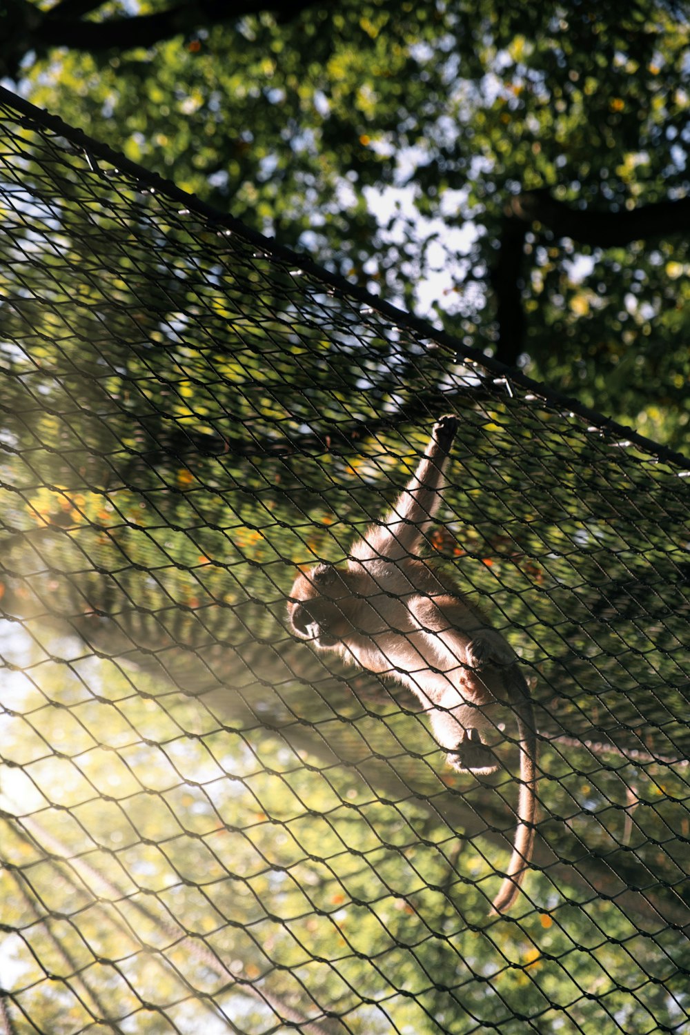 a monkey is climbing up a mesh fence