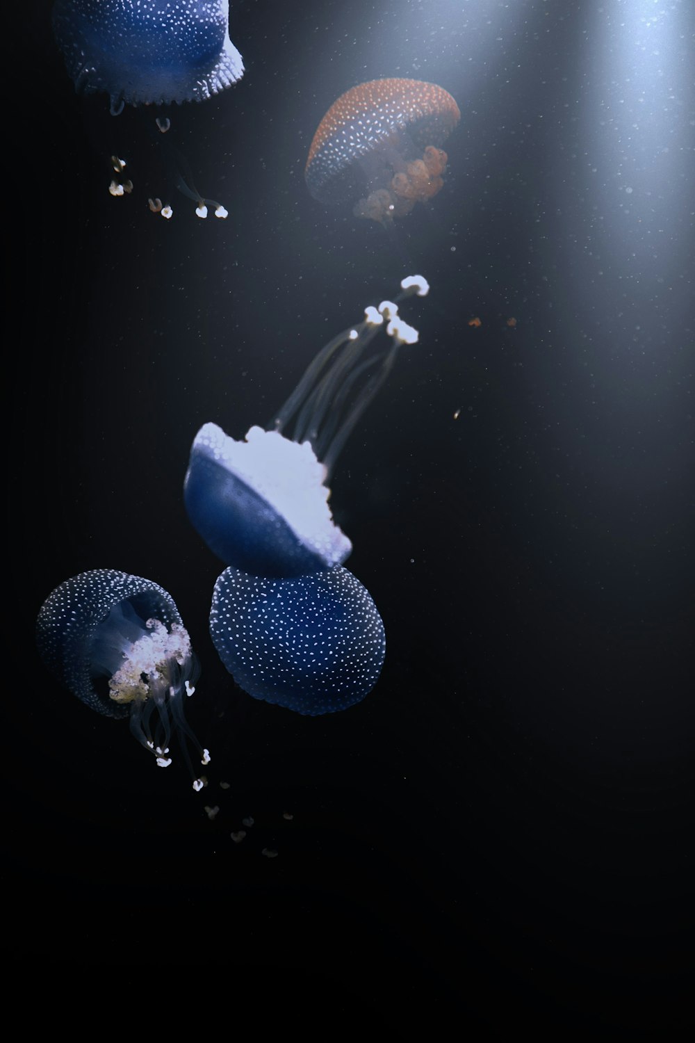 a group of jellyfish floating in the water