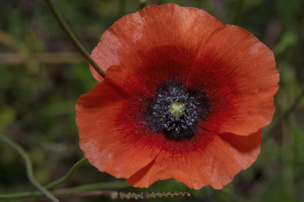 a close up of a red flower with a black center