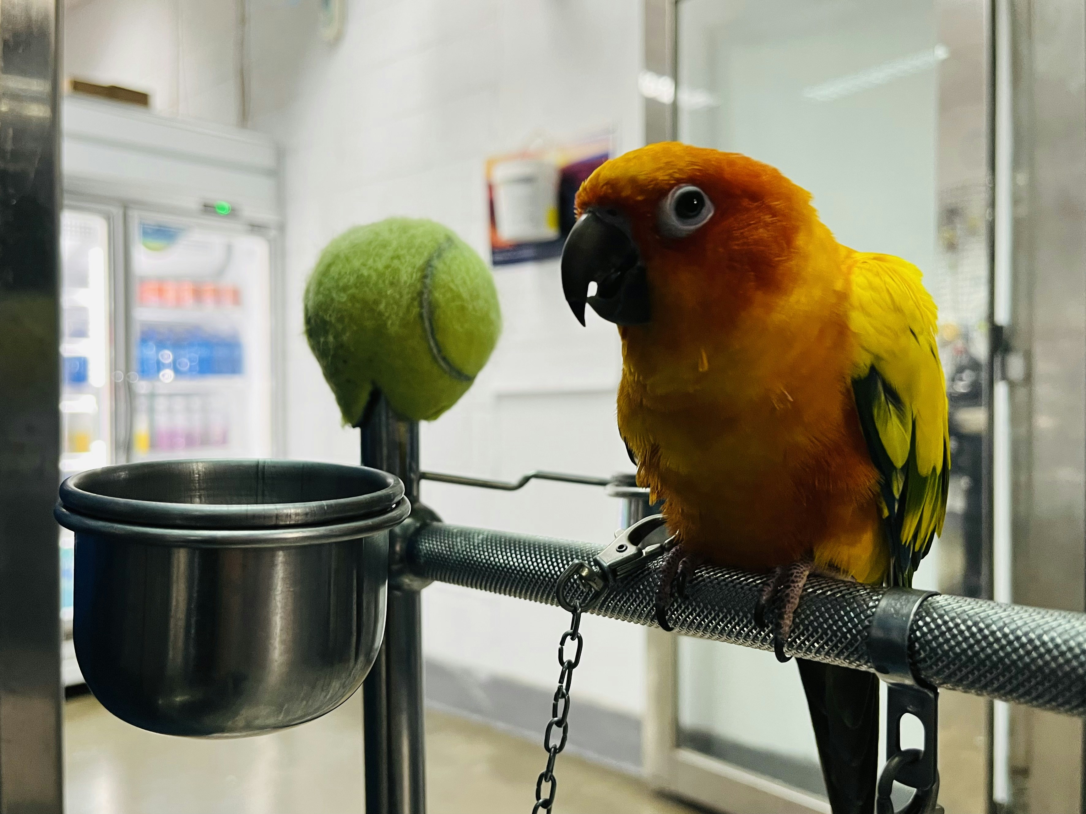 Bird Energy Levels