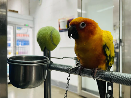 A playful parrot interacting with a natural wood play stand in a sunlit room