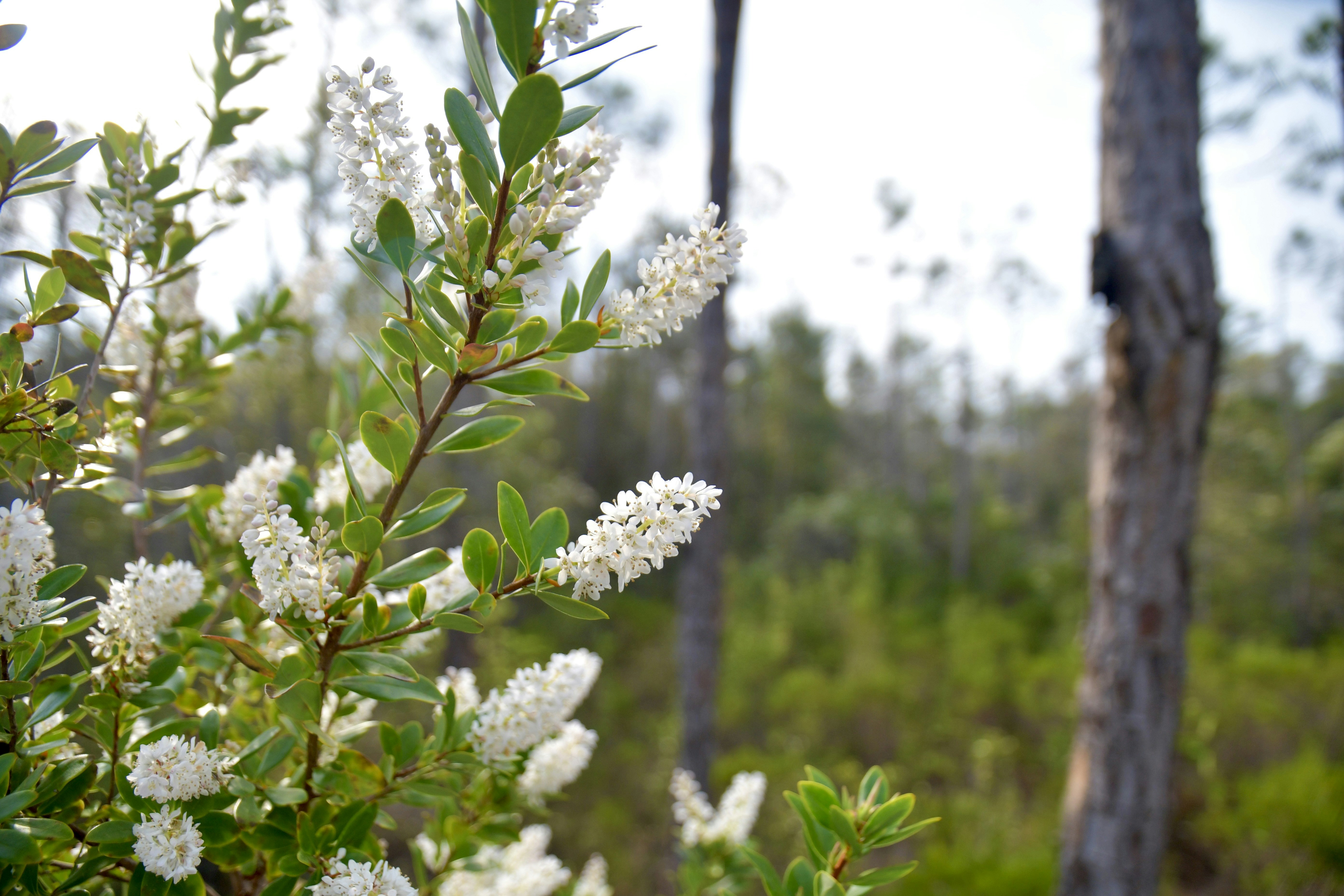 a bush with white flowers in the middle of a forest