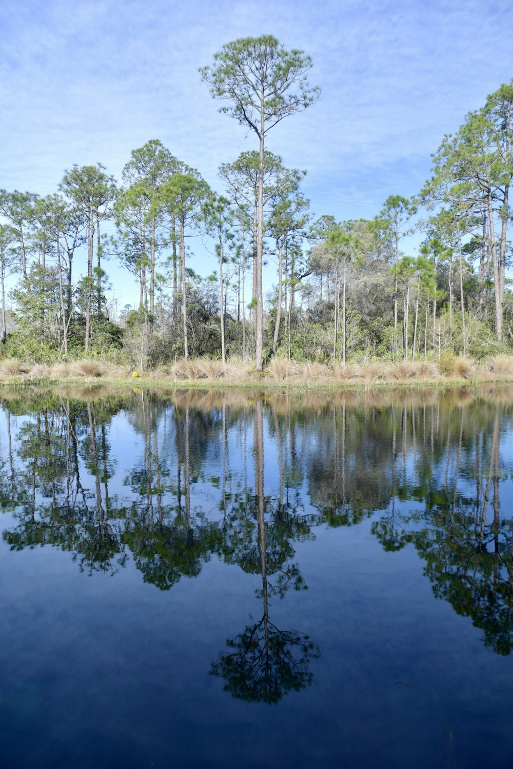 a body of water surrounded by trees and grass