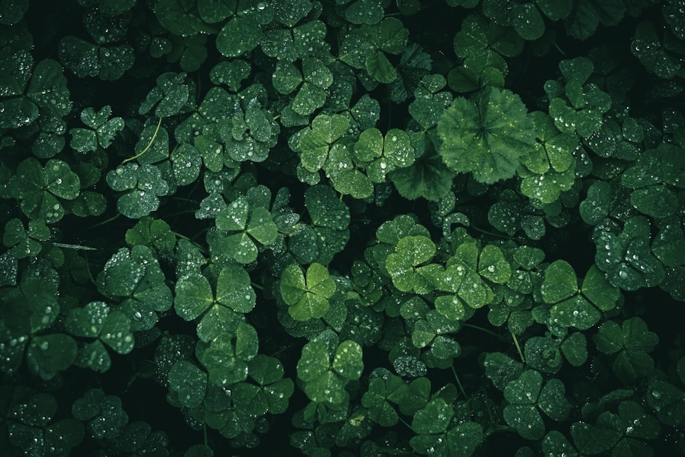 a group of green leaves with drops of water on them