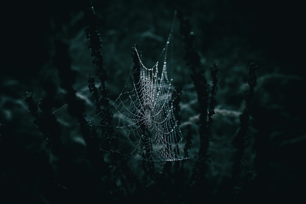 a spider web in the middle of a dark forest