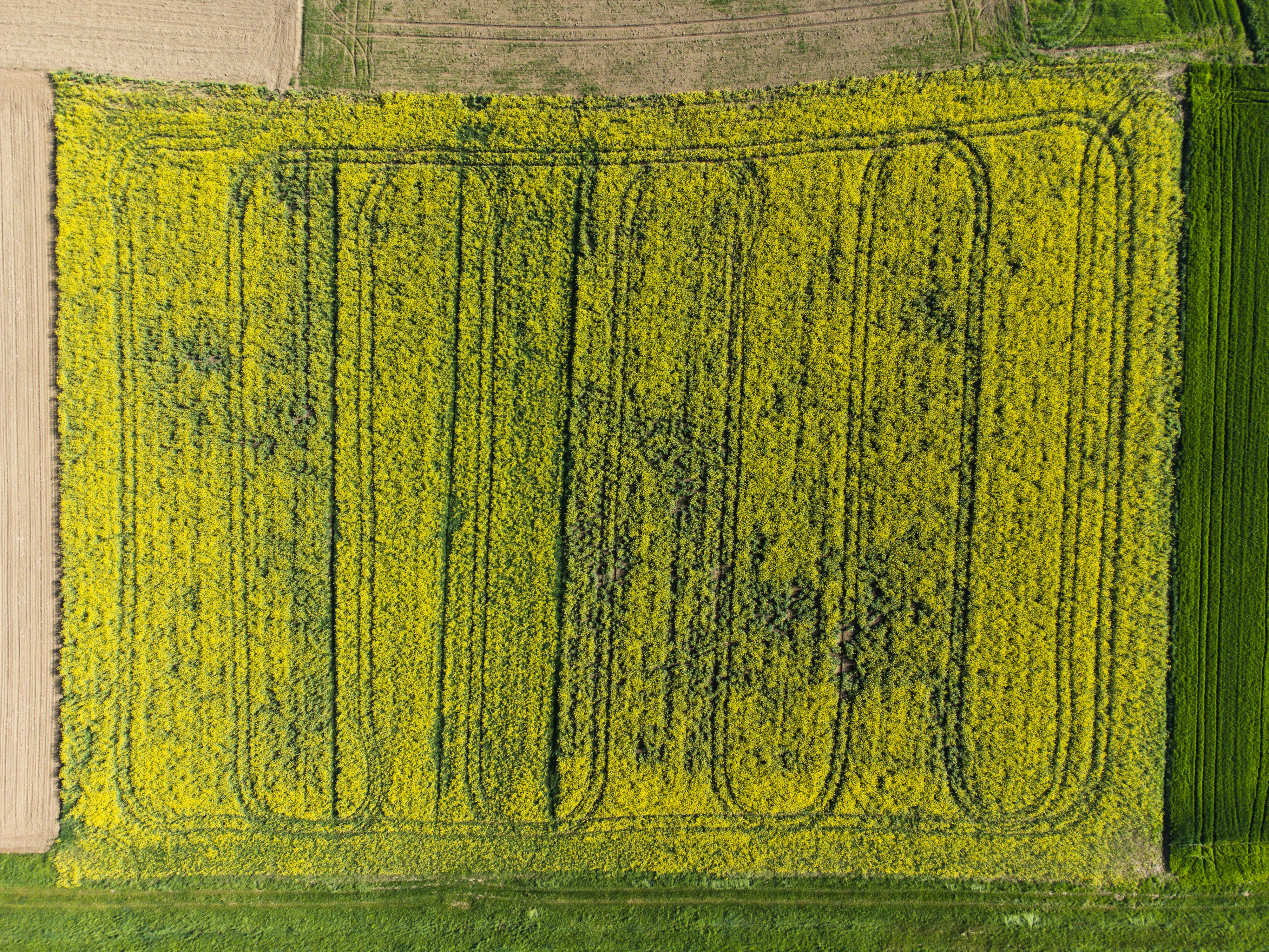 an aerial view of a field of crops