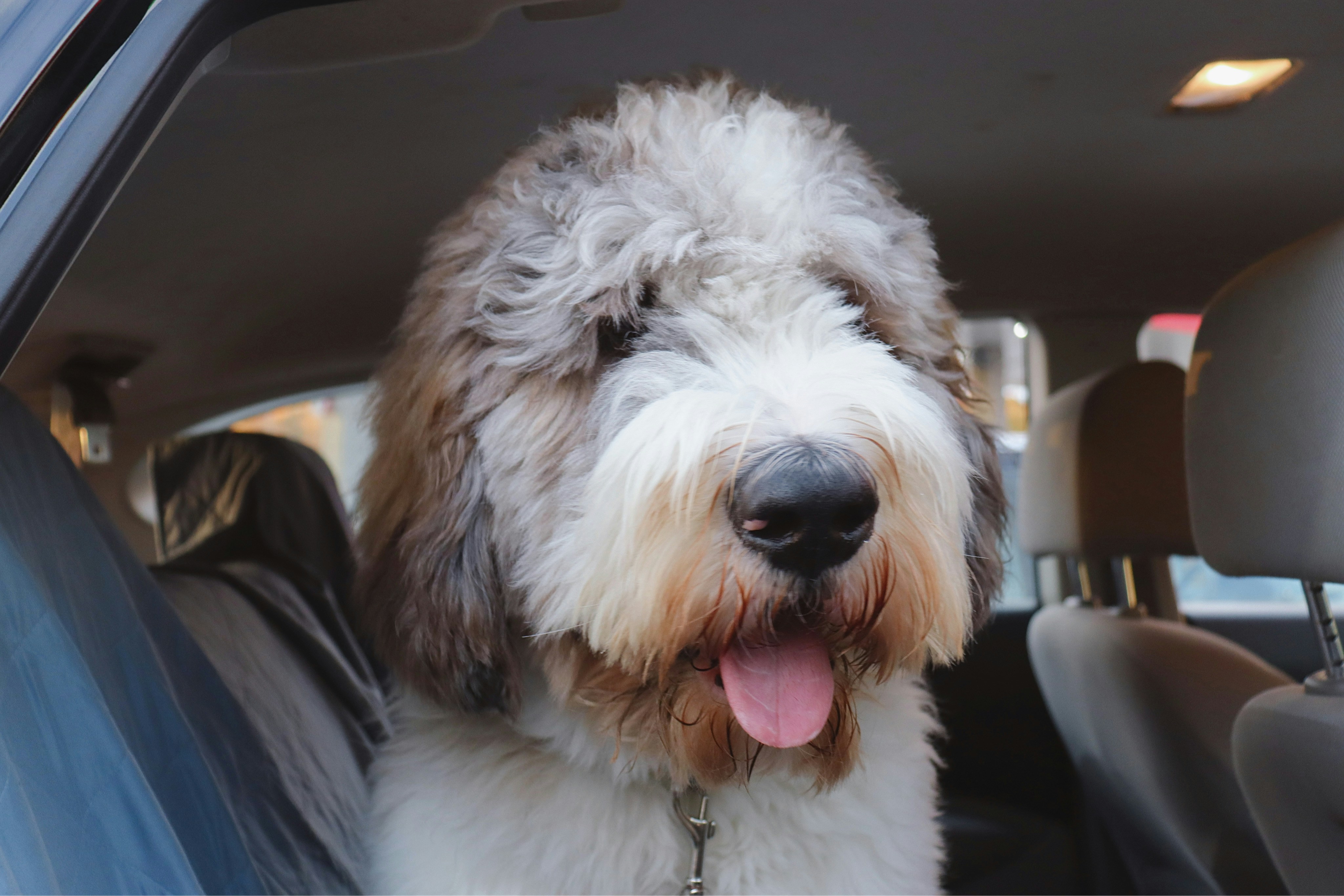 a Saint Berdoodle dog sitting in the back seat of a car