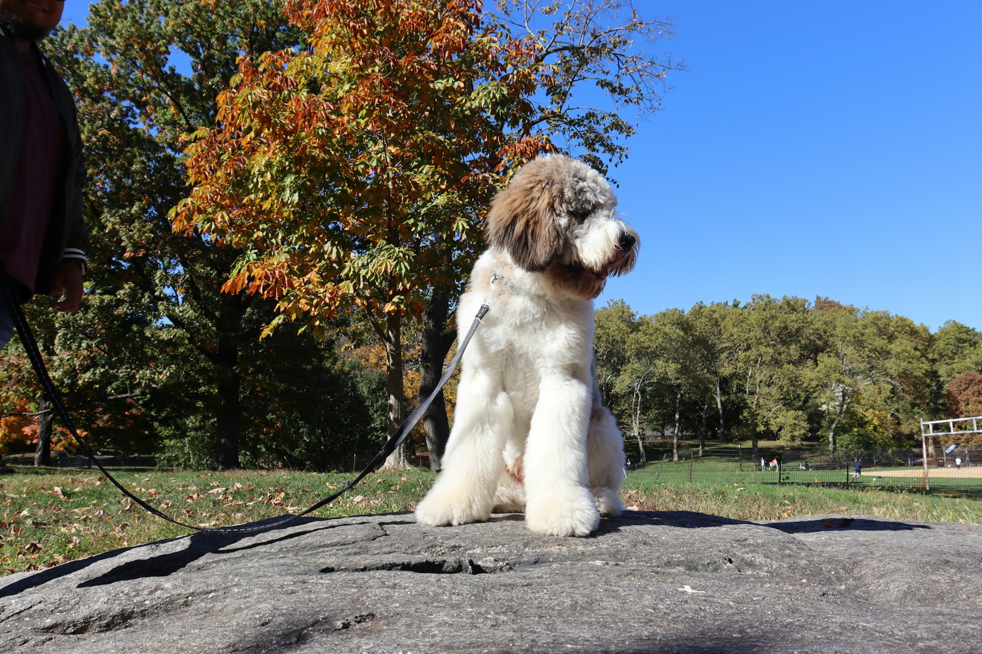 Model: Coco The Doodle