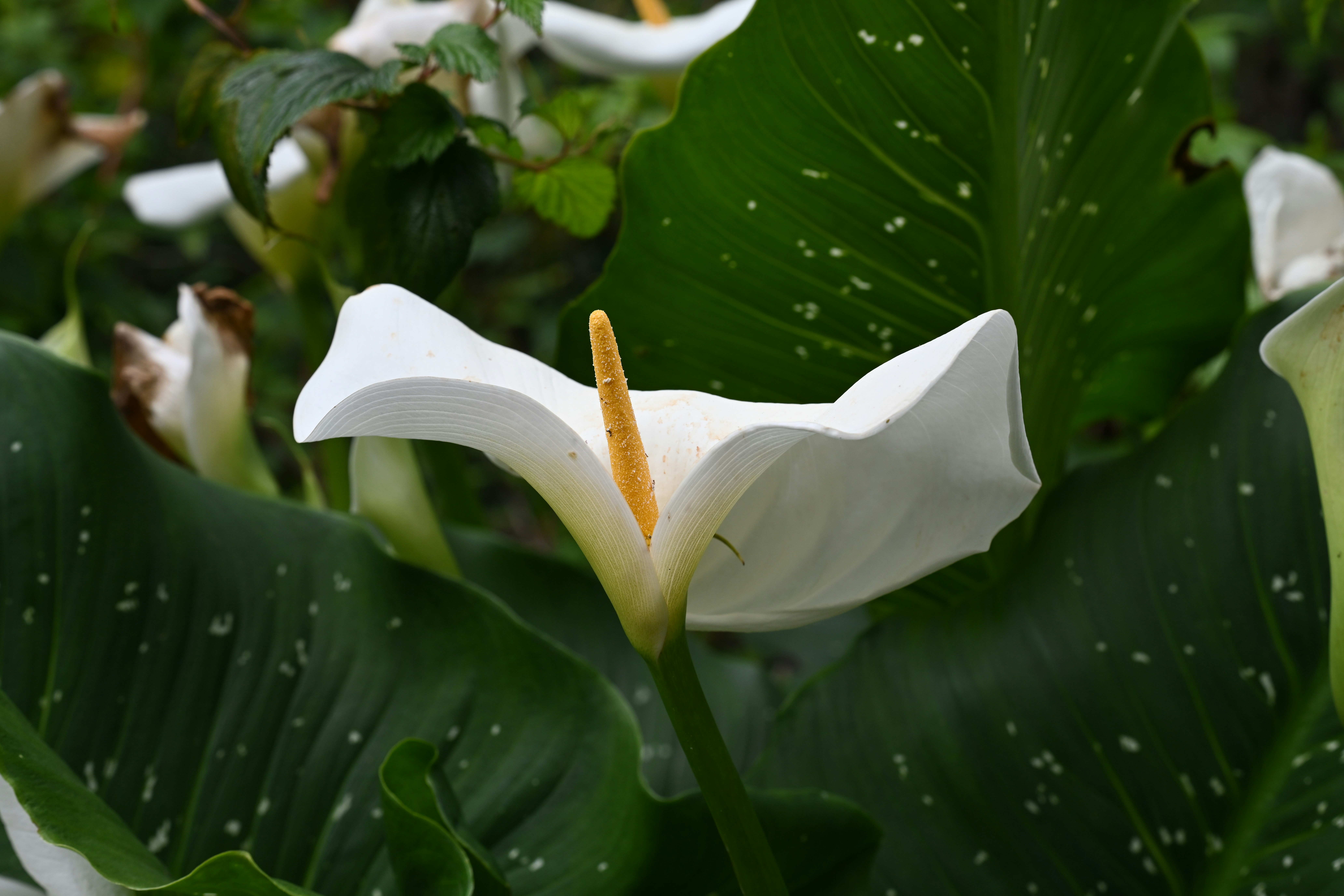 Lily Délices