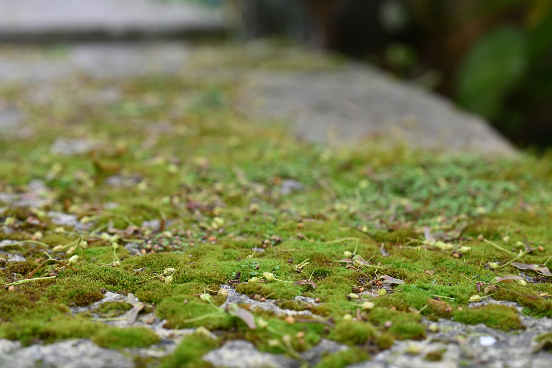 woman holding dried flower