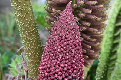 A cluster of reddish-brown berries or seeds growing on a thick, textured stem. The surface has a rough, knobby appearance and is surrounded by green foliage in the background.