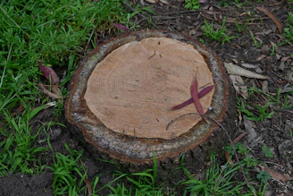 a piece of wood that has been cut in half