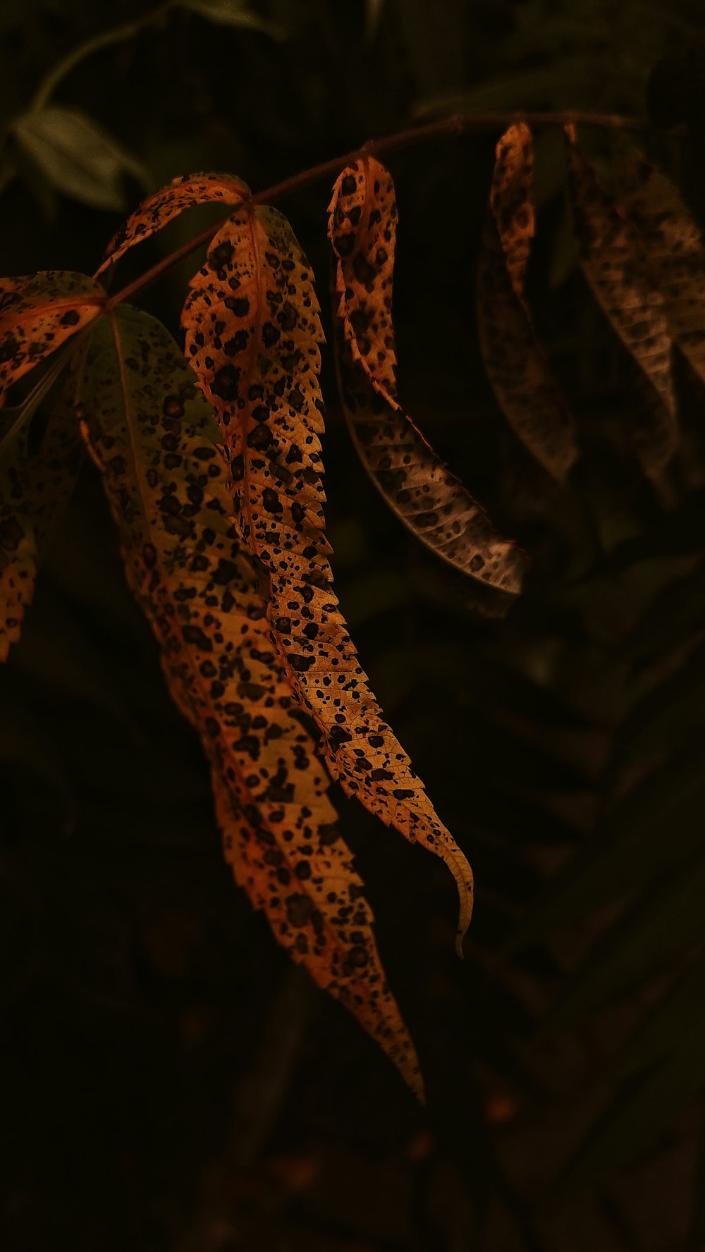 a close up of a leaf on a plant