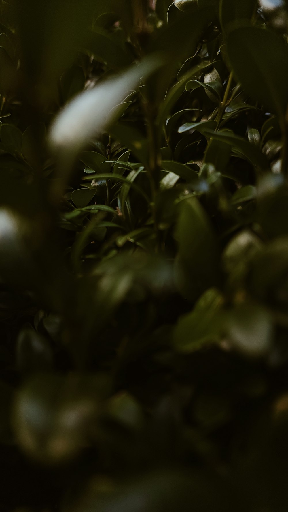 a close up of a bush with leaves