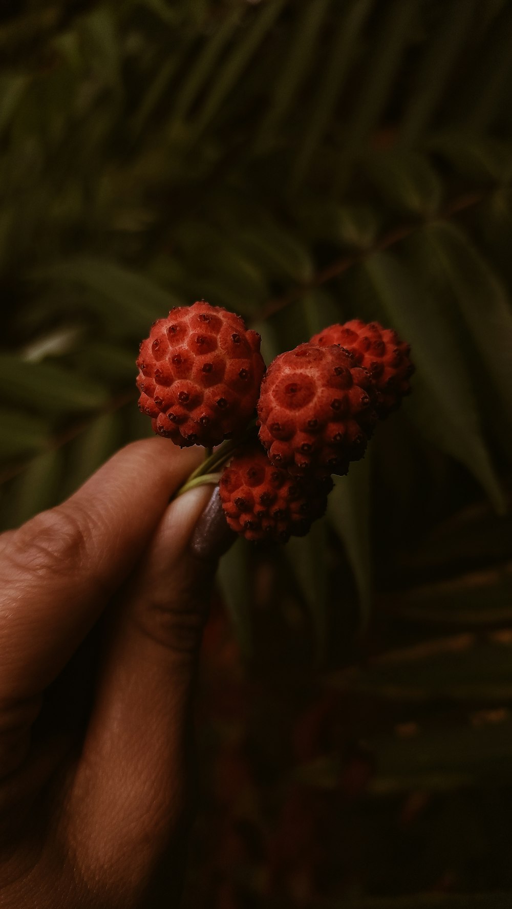 a hand holding two berries on a plant