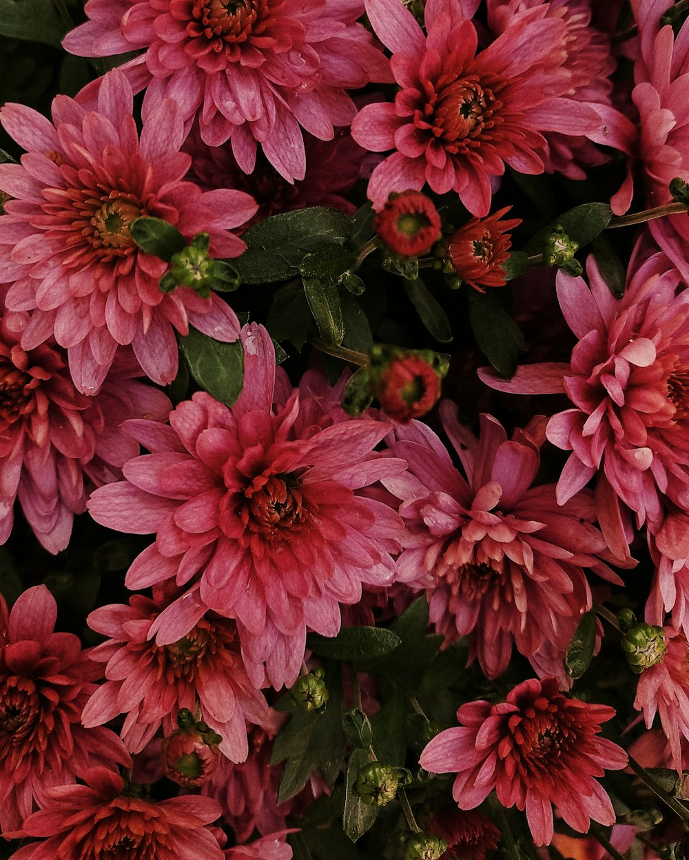 a close up of a bunch of pink flowers