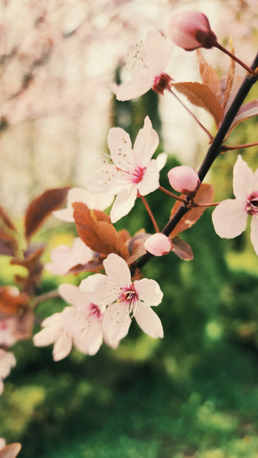 a close up of a tree with pink flowers