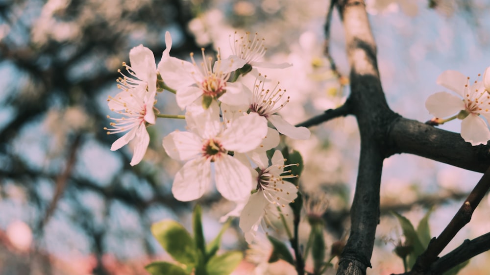 木の上のいくつかの花のクローズアップ