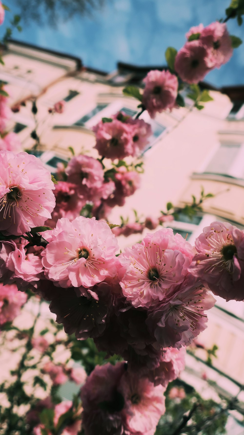 a bunch of pink flowers on a tree