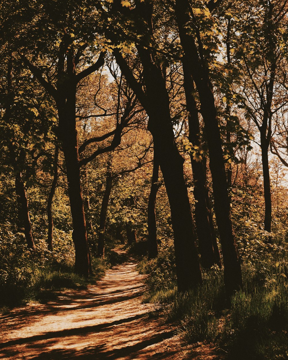 a dirt road surrounded by trees in a forest