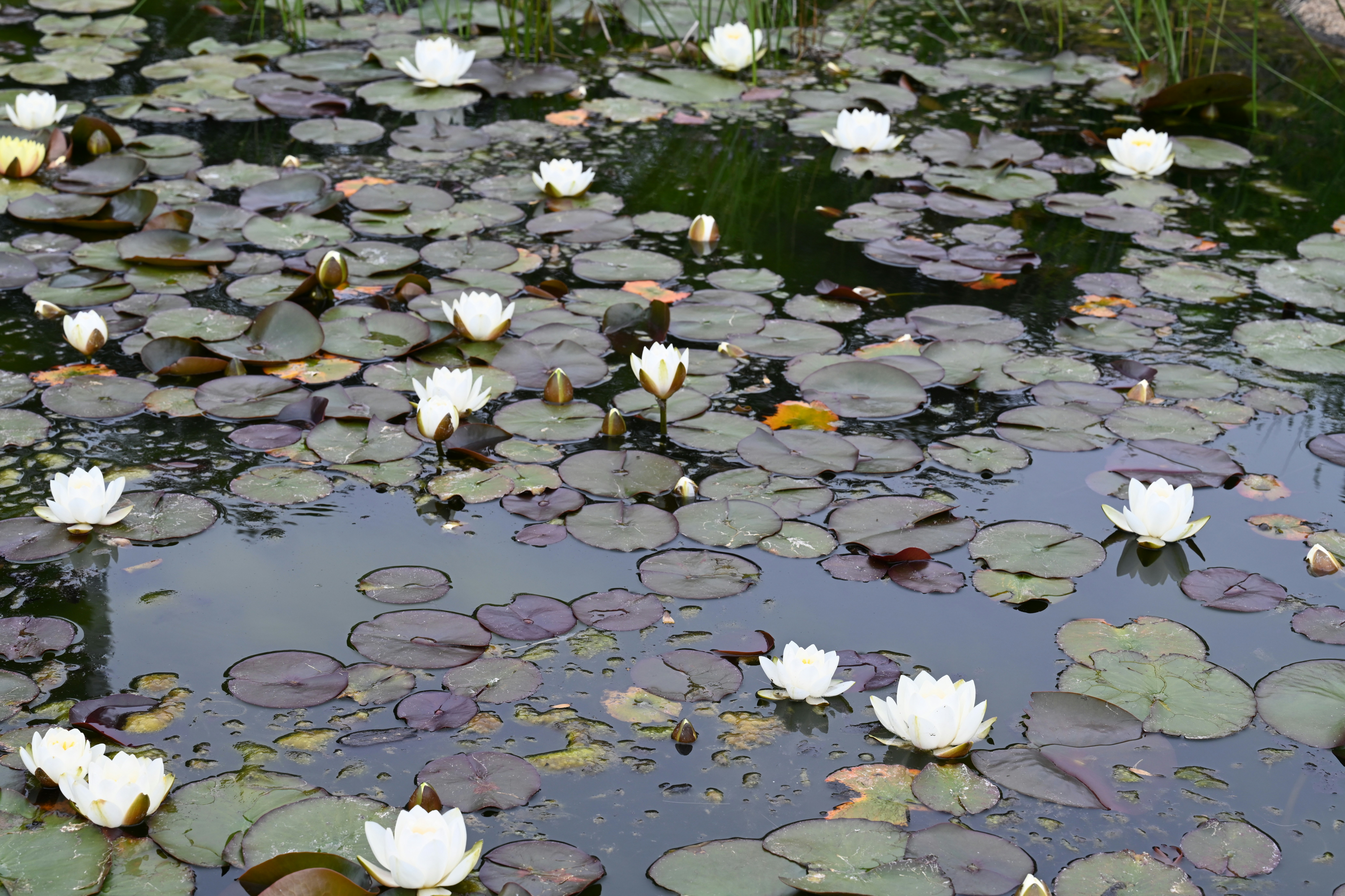 Photo by theunknownaldiaz