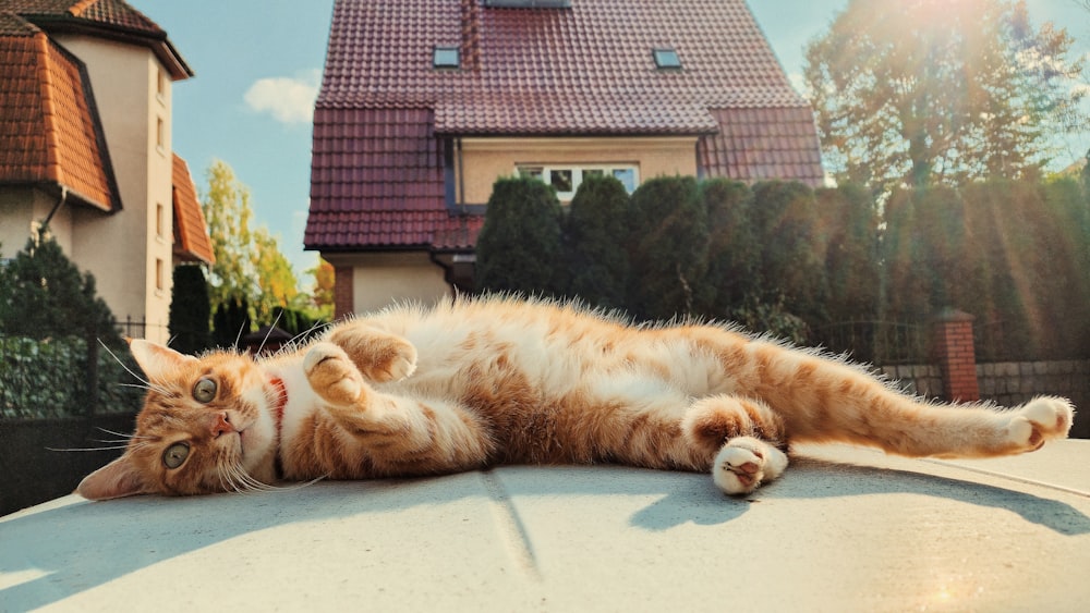 an orange and white cat laying on top of a car