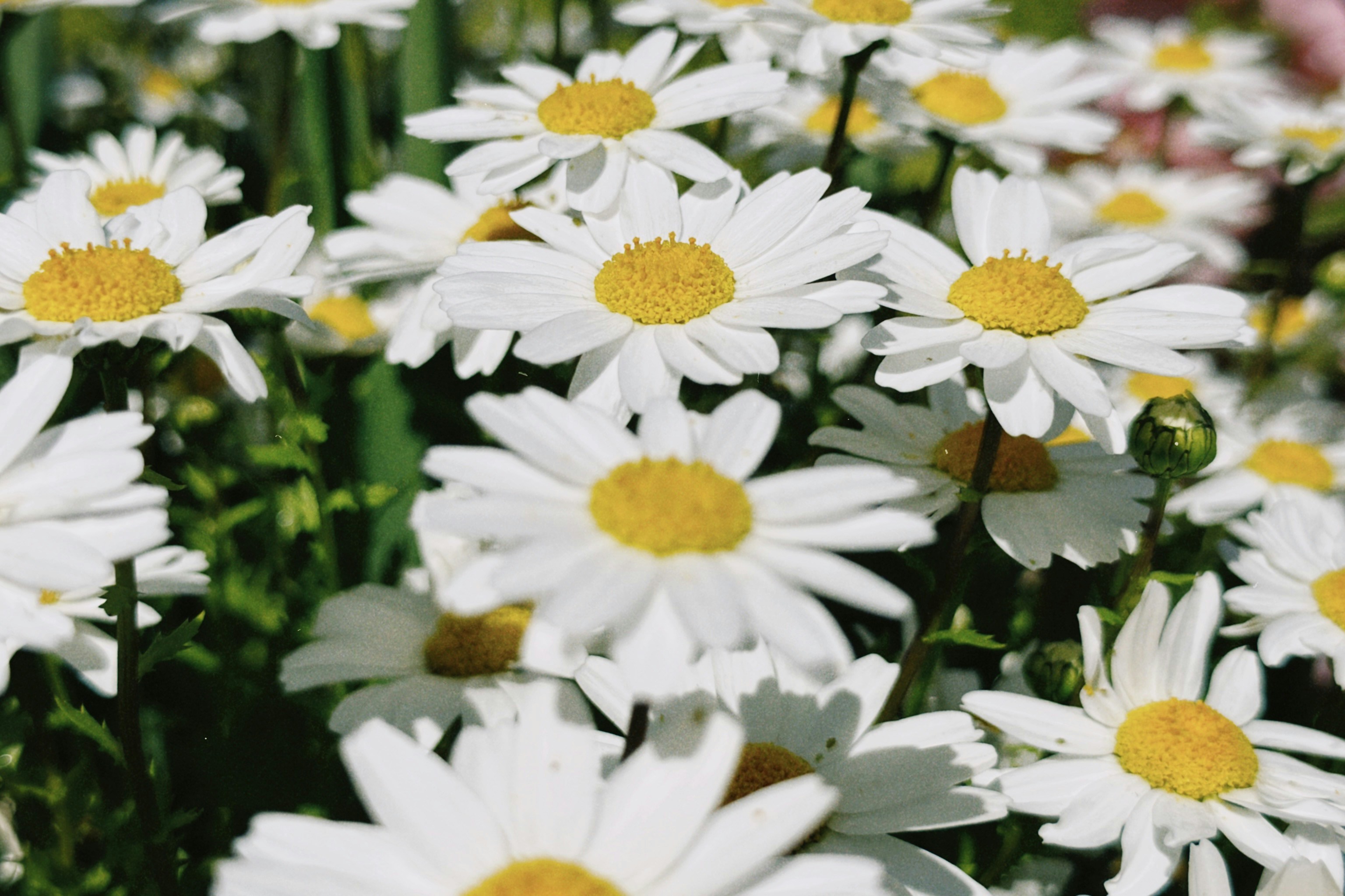 Photo by christopherstites