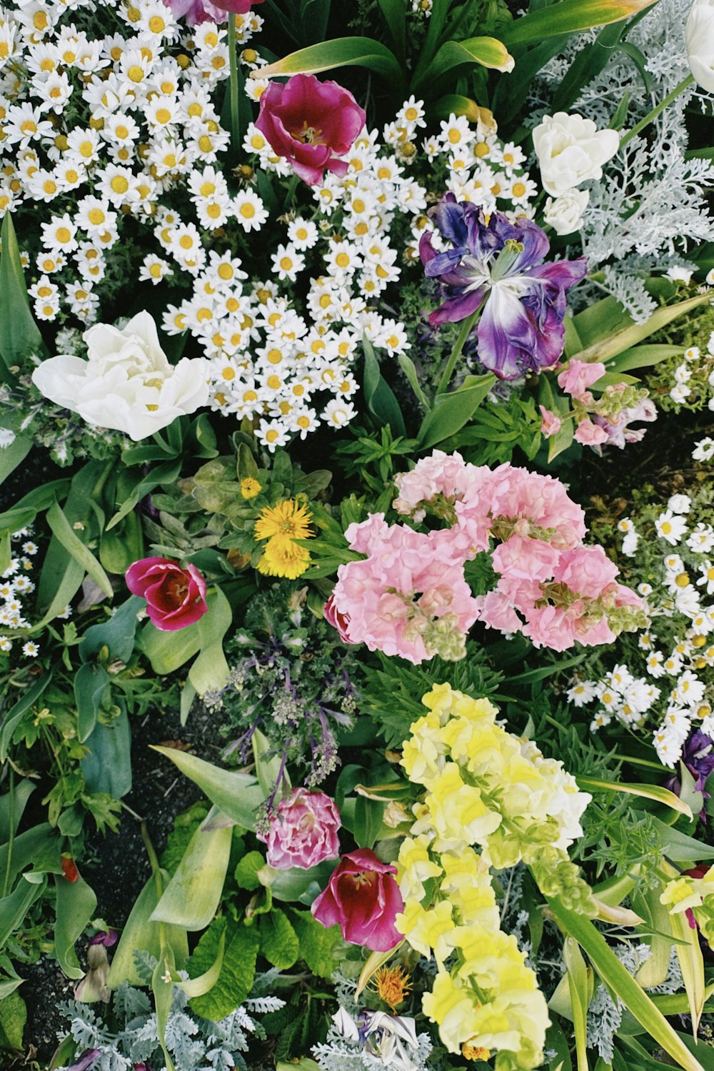 a bunch of flowers that are in the grass