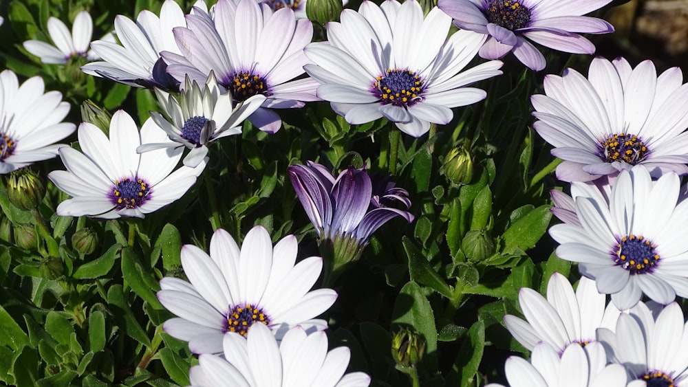 a bunch of purple and white flowers in a garden