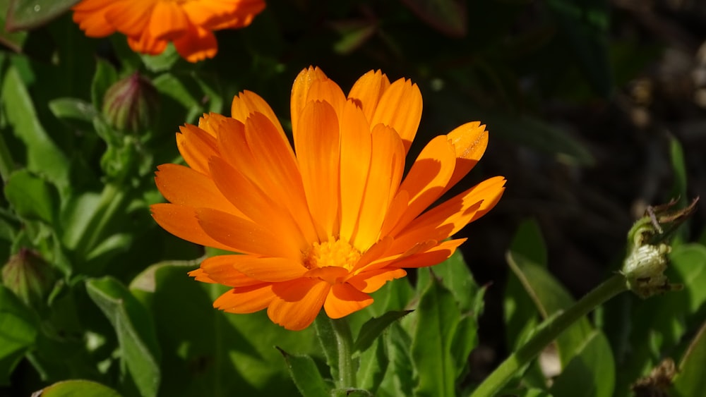 a close up of a bright orange flower