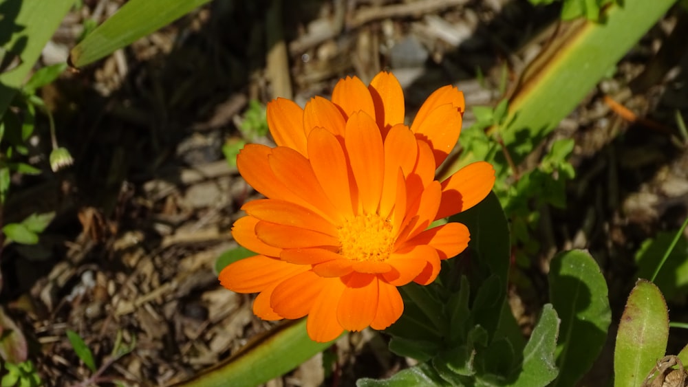 a bright orange flower in the middle of a field