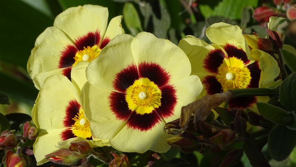 a group of yellow and red flowers with green leaves