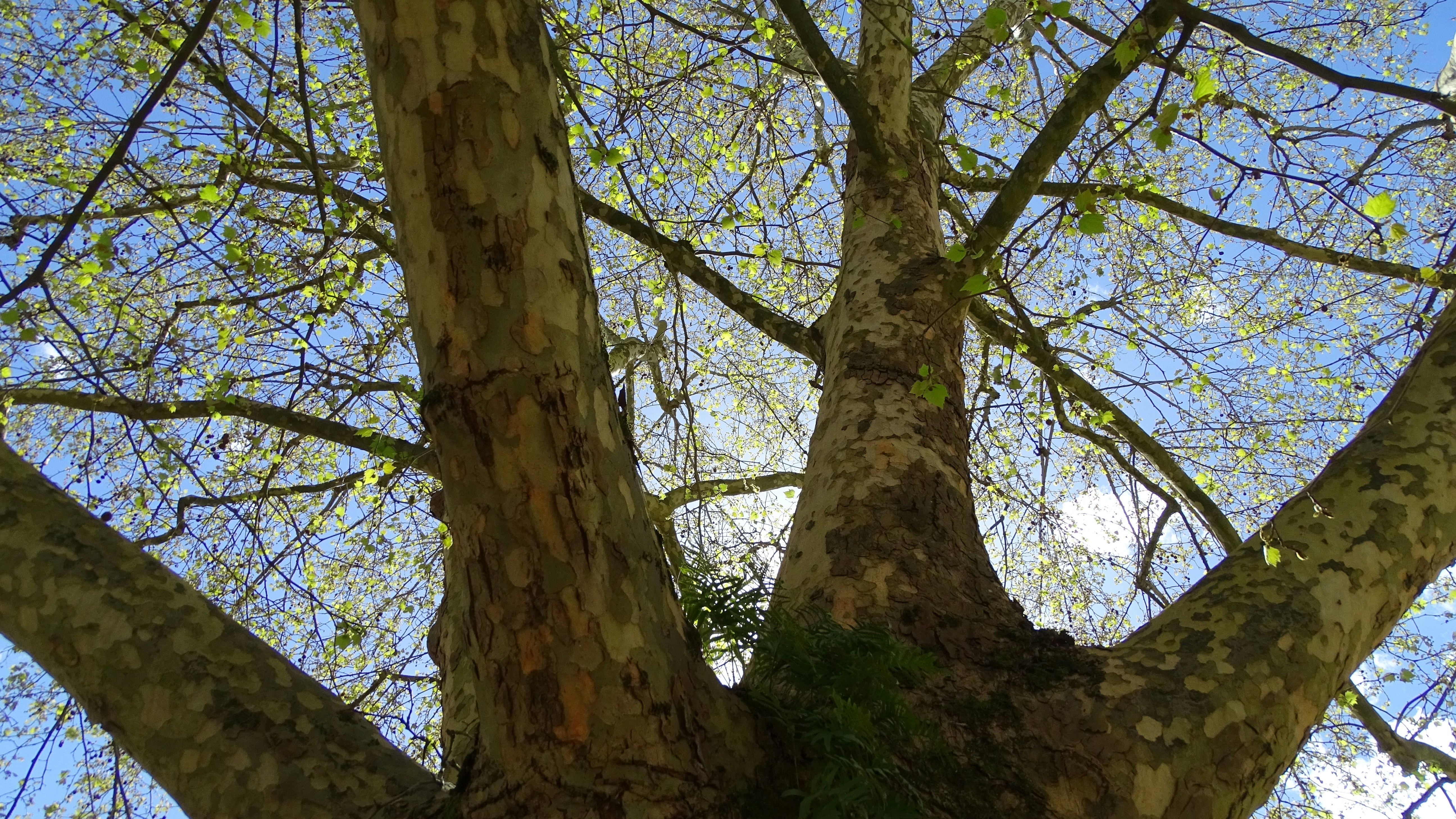 Photo by elratondefuego