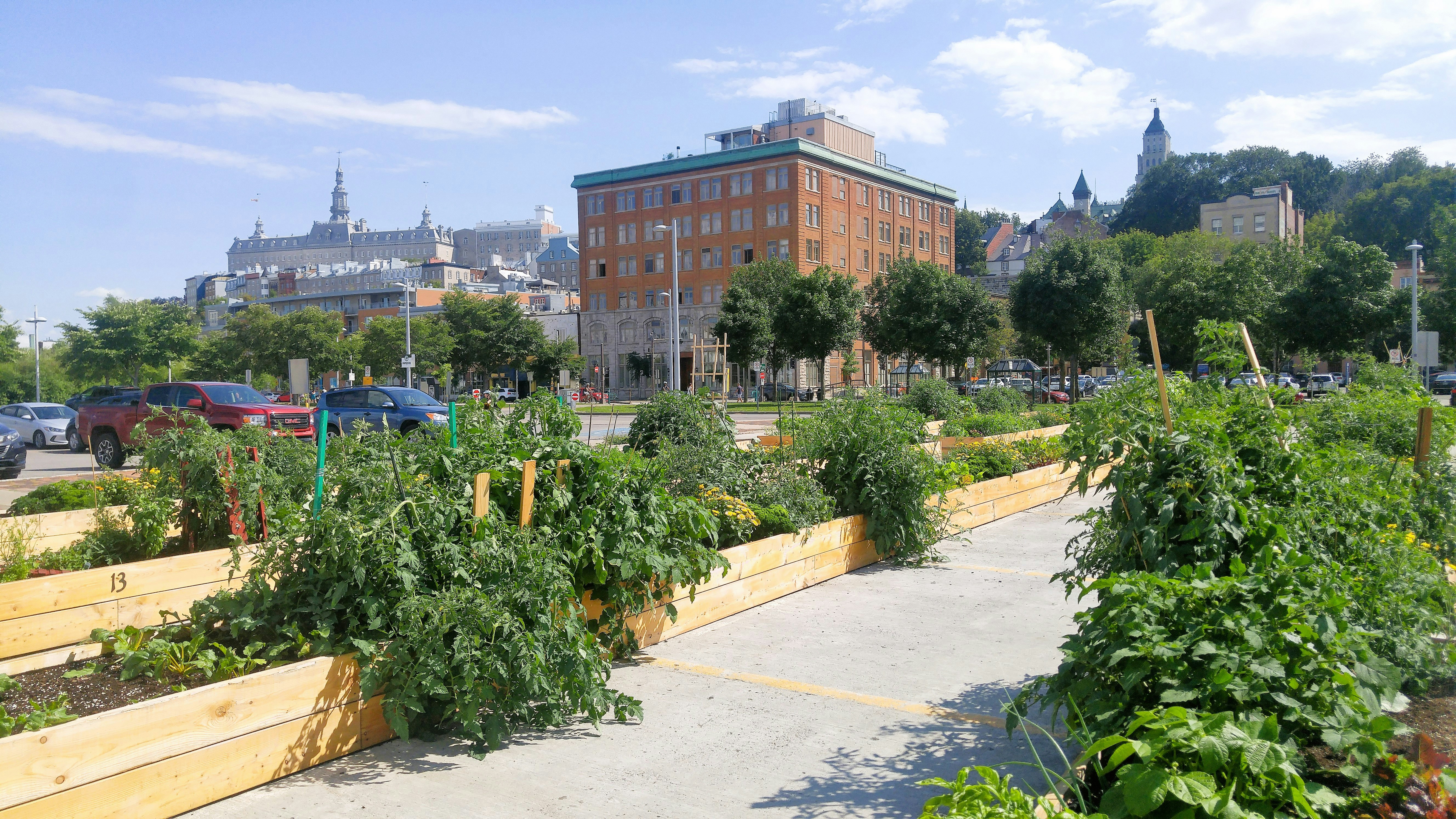Creating the Perfect Community Gardening Plan