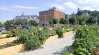 A community garden with wooden planters filled with lush green plants, set against an urban background. There are several trees and a large brick building with a historic architecture style. Cars are parked on the street, and hills with more buildings are visible in the background under a blue sky with few clouds.