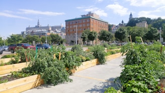 A community garden with wooden planters filled with lush green plants, set against an urban background. There are several trees and a large brick building with a historic architecture style. Cars are parked on the street, and hills with more buildings are visible in the background under a blue sky with few clouds.