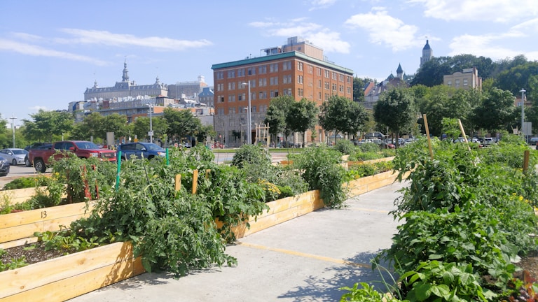 A community garden with wooden planters filled with lush green plants, set against an urban background. There are several trees and a large brick building with a historic architecture style. Cars are parked on the street, and hills with more buildings are visible in the background under a blue sky with few clouds.