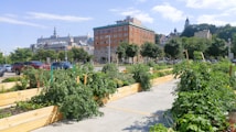A community garden with wooden planters filled with lush green plants, set against an urban background. There are several trees and a large brick building with a historic architecture style. Cars are parked on the street, and hills with more buildings are visible in the background under a blue sky with few clouds.