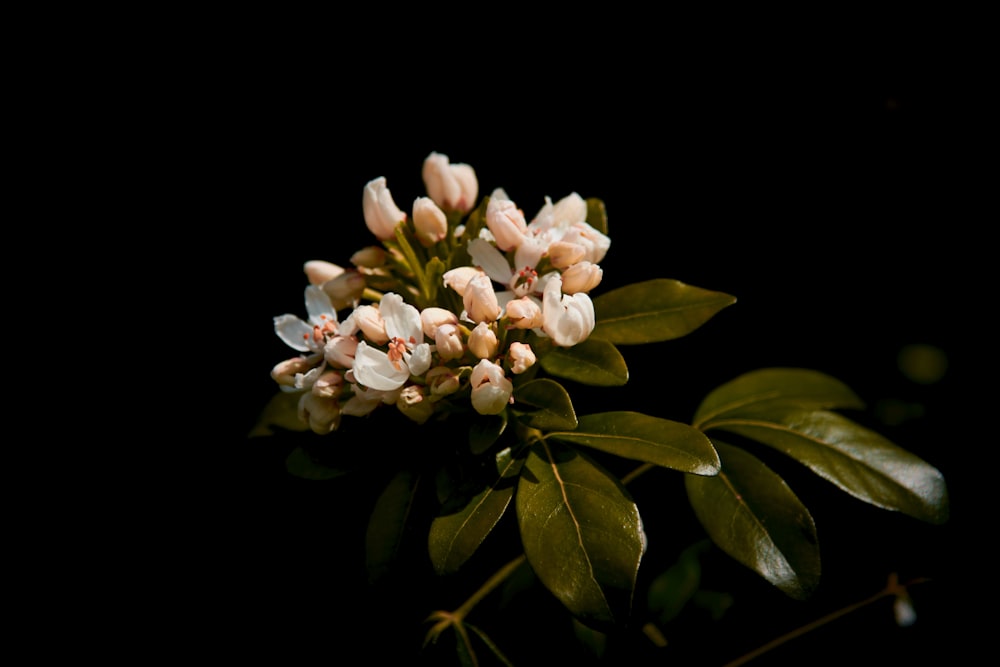 a bunch of flowers that are on a branch