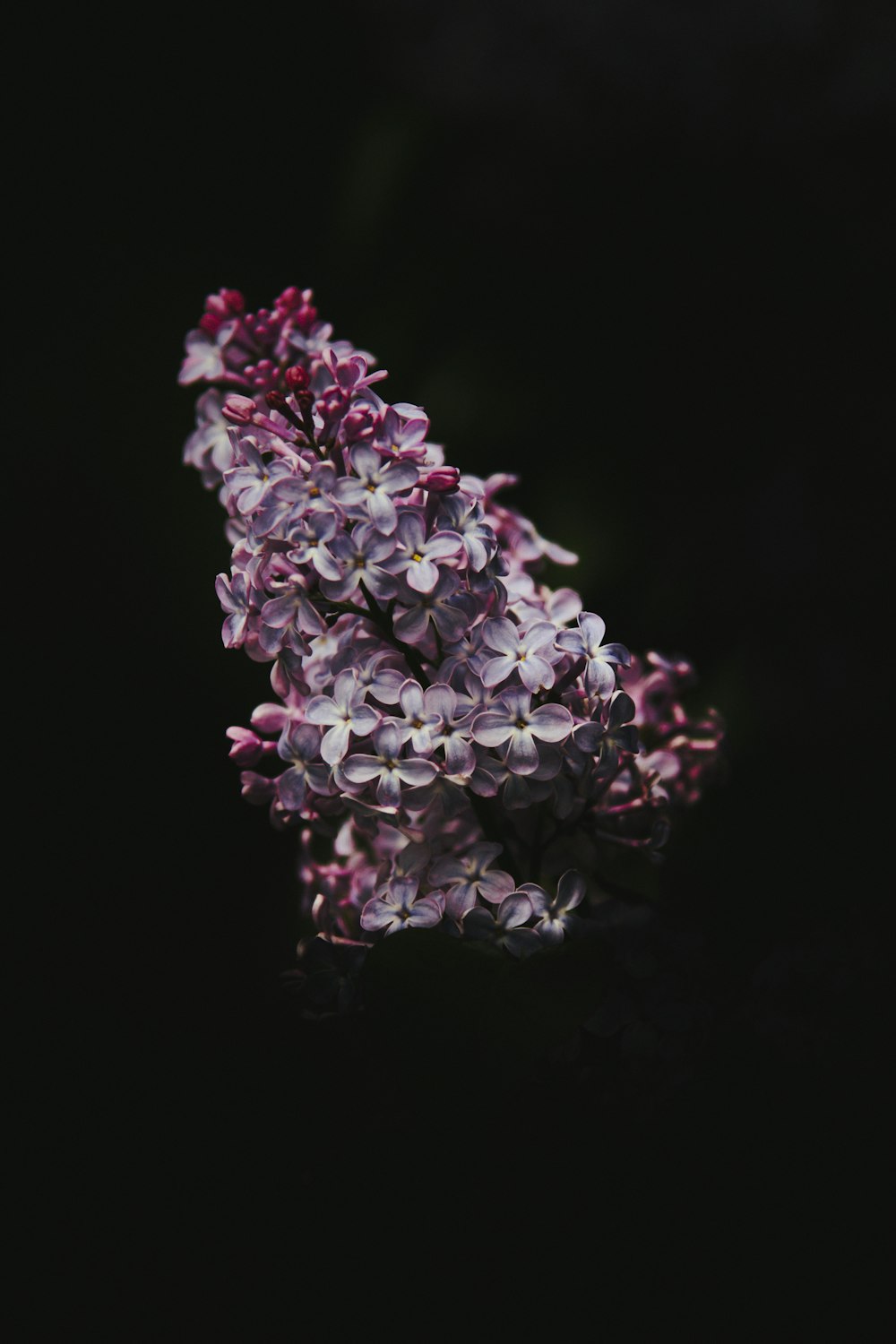 a bunch of purple flowers sitting on top of a table