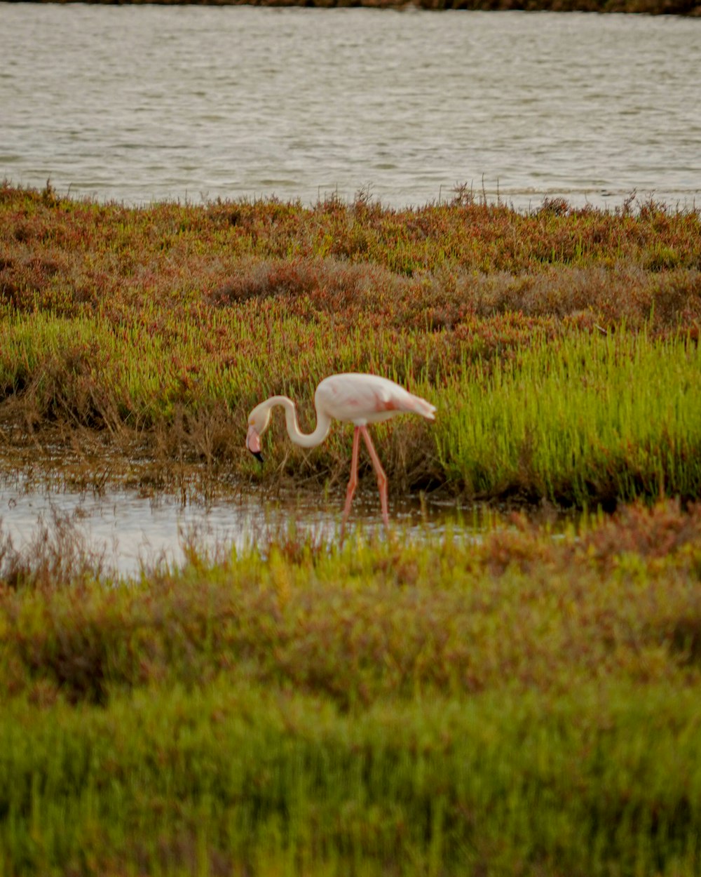 a white bird with a long neck walking through a marsh