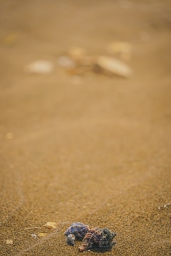 A close-up of seashells and footprints in the wet sand at low tide.