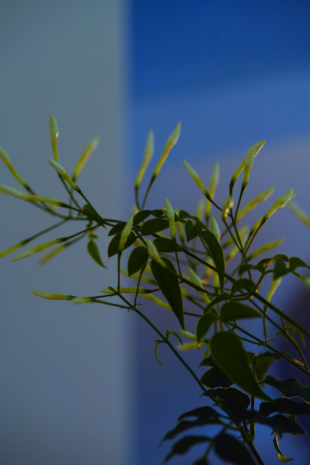 a close up of a plant with green leaves