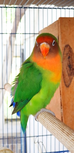 A vibrant, multicolored parrot with green feathers covering most of its body. The bird has an orange face and beak, with a yellow and green gradient around its neck. It is perched on a wooden branch inside a cage, with a wooden nesting box visible in the background.