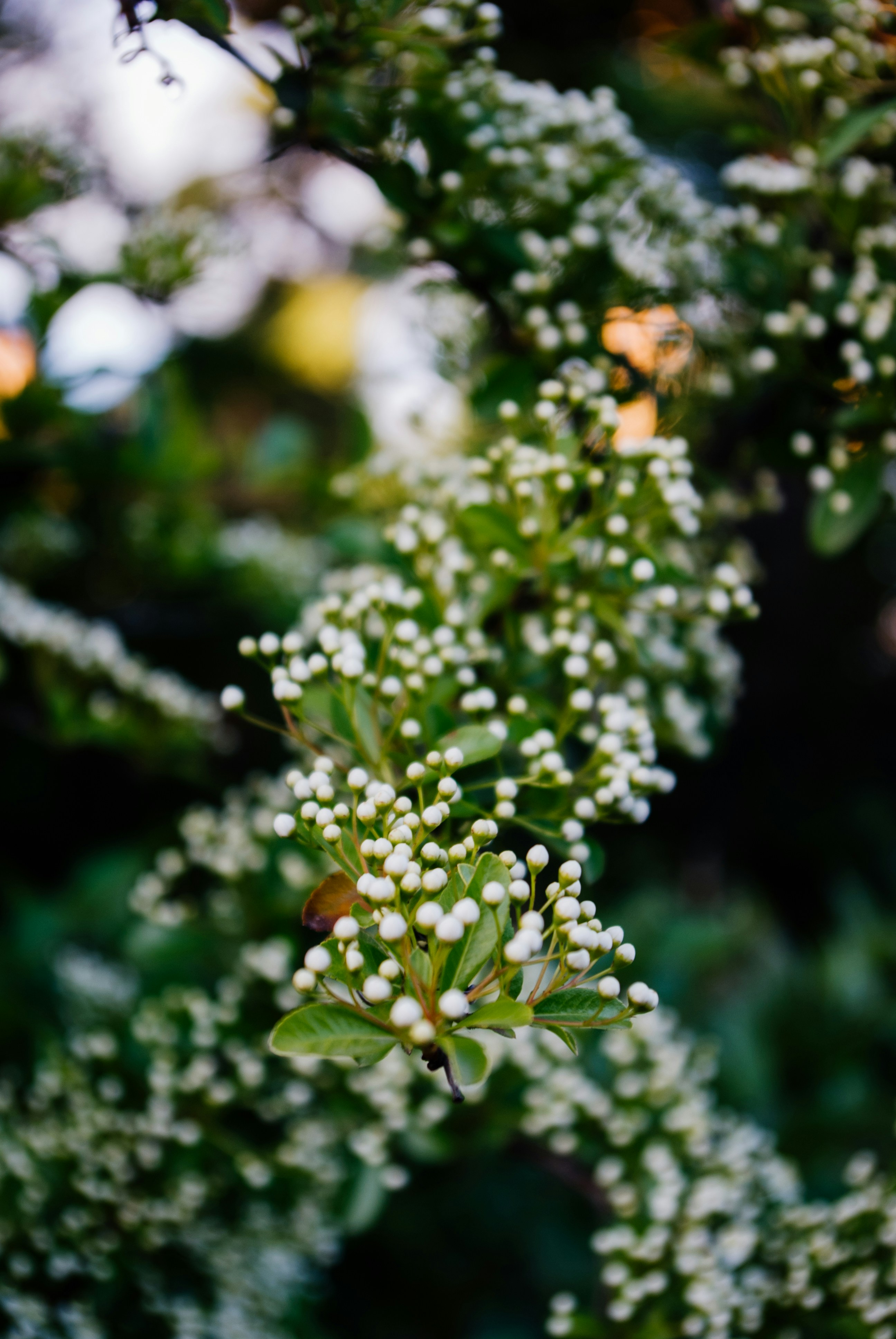 Photo by moonmoons_days