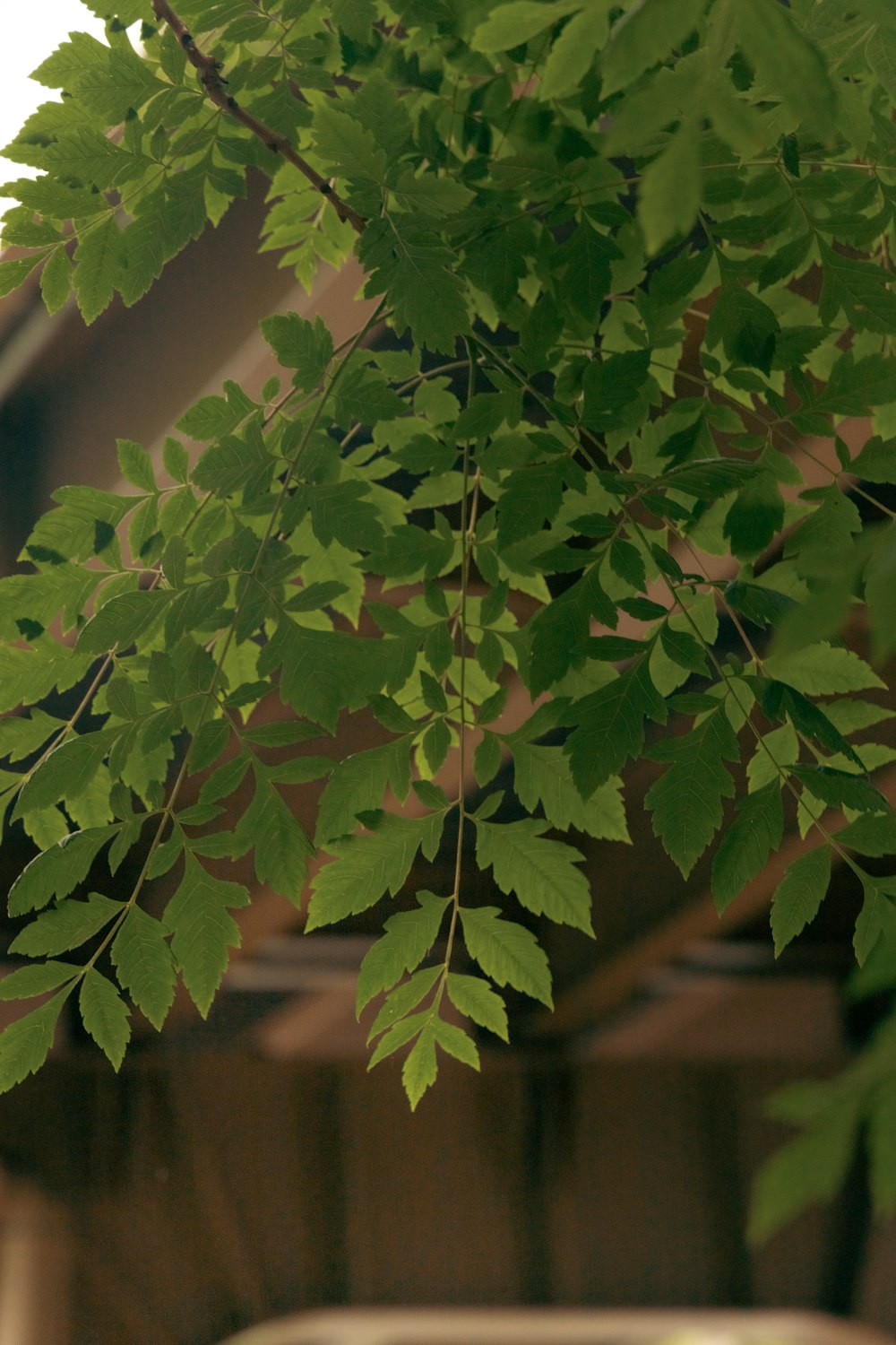 a close up of a green leafy tree