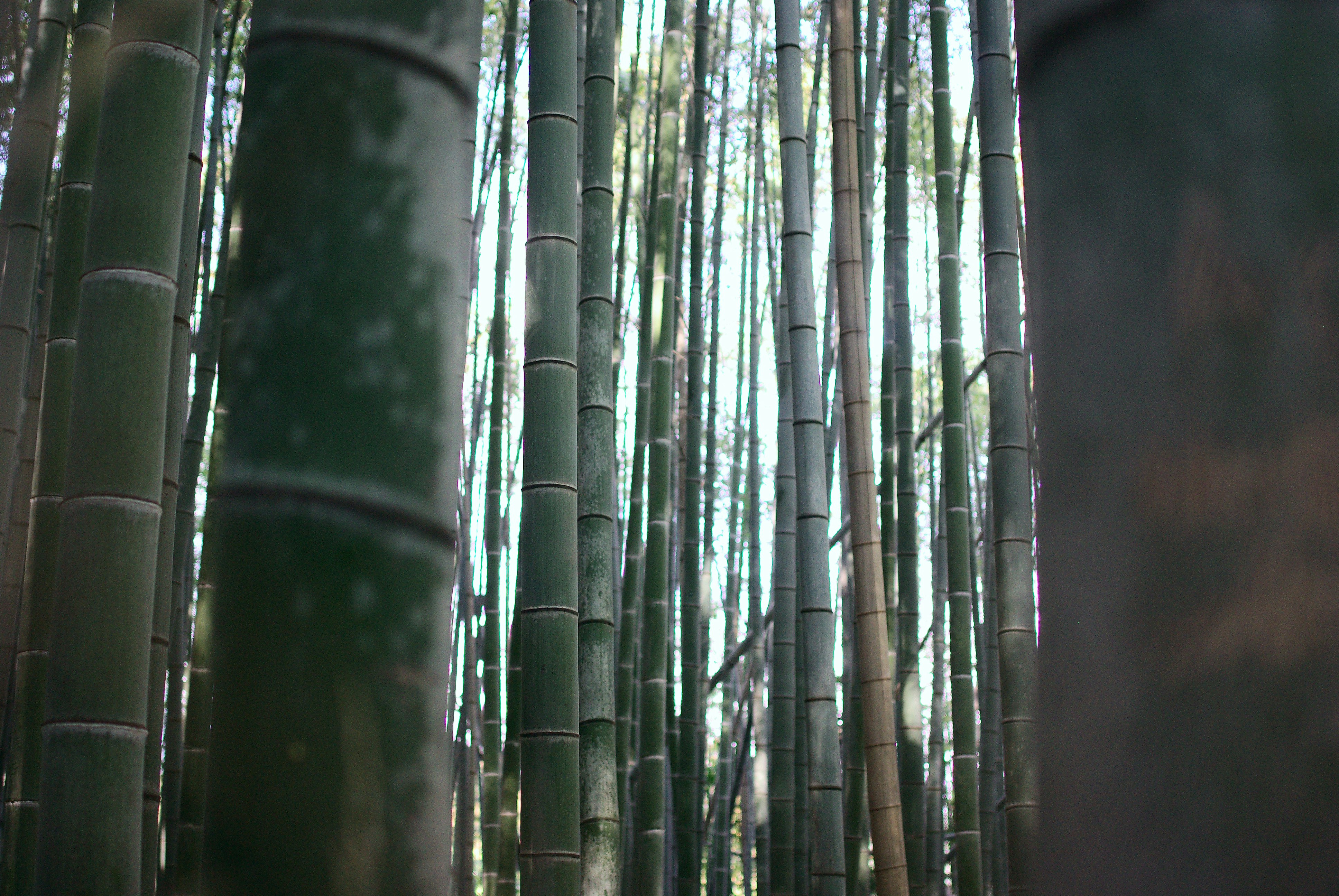 Dense bamboo plantation with tall green stalks representing sustainable forestry investment
