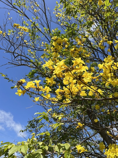 A vibrant tree plantation event with local community members planting saplings under a clear sky.