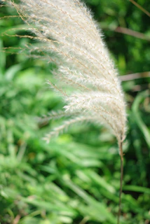 Close-up of native Magellanic flora gently swaying under a crisp southern breeze.
