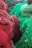 Vibrant coils of colorful fishing nets, predominantly in shades of red and green, are piled together. The texture of the nets is intricate, showcasing loops and knots, creating a rich visual tapestry.